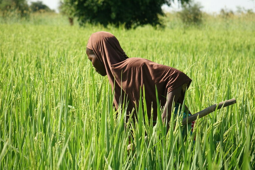 Asséta Bagnan, een Burkinese rijstboerin die versterkt wordt door Trias.