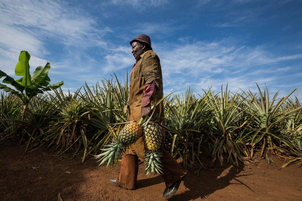 Pineapple farmer in Uganda walking around his property 