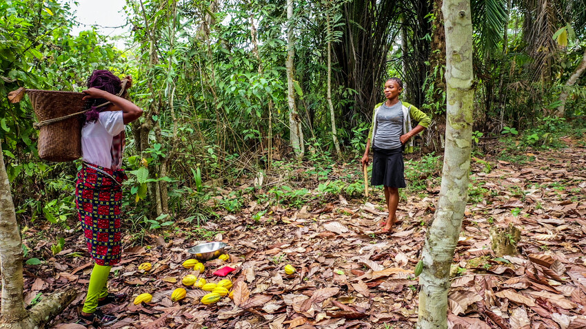 Cacaoproducenten in D.R. Congo