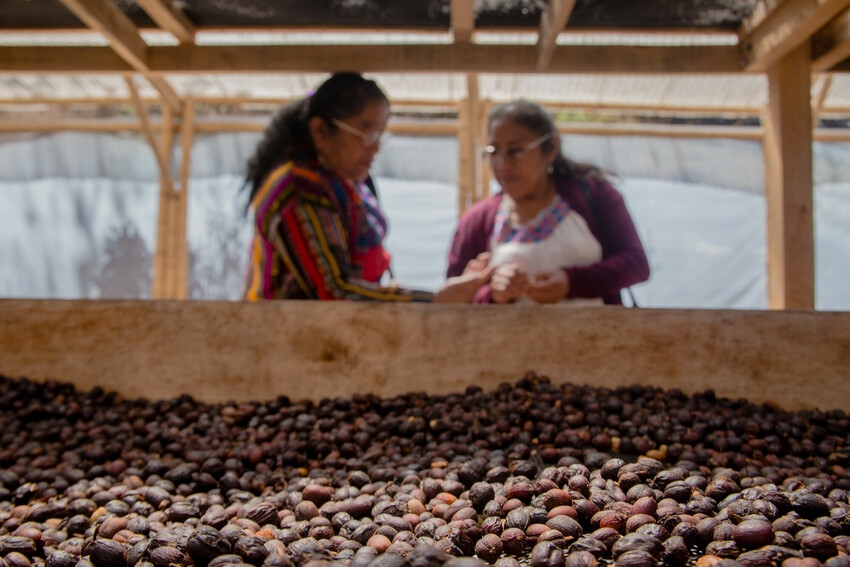 Guatemalteekse koffieboerinnen