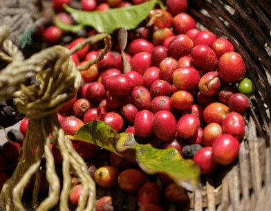 Coffee berries